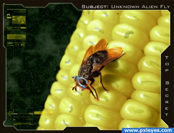 Unknown Alien Fly
